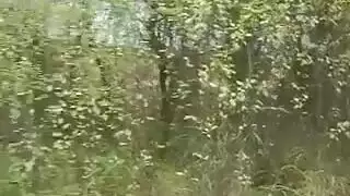 سيكس بالغابة لأجل المال مع صبية تجنن