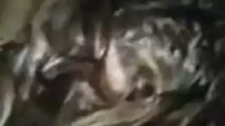 مركز عربي للبالغين: مقاطع جنس جامحة مع بنات وعابرات جنس